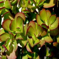 Crassula ovata vente pas cher