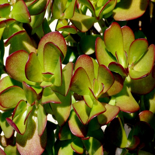 Crassula ovata vente pas cher