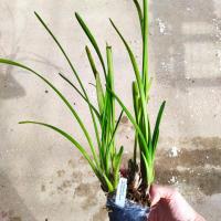 Cymbidium atropurpureum 1