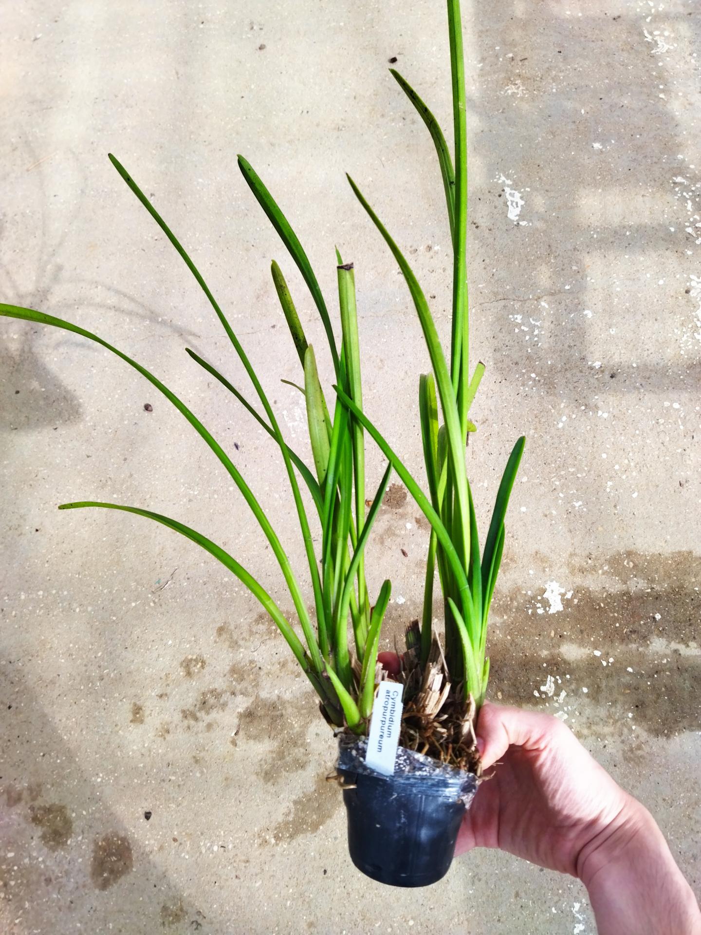 Cymbidium atropurpureum 1