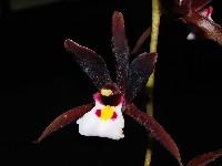 Cymbidium atropurpureum