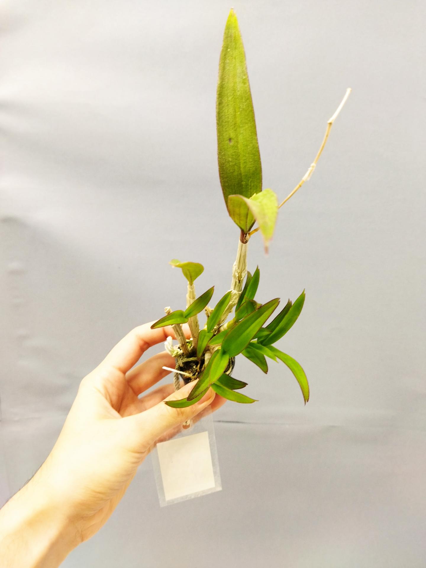 Dendrobium kaidao beauty 1 1