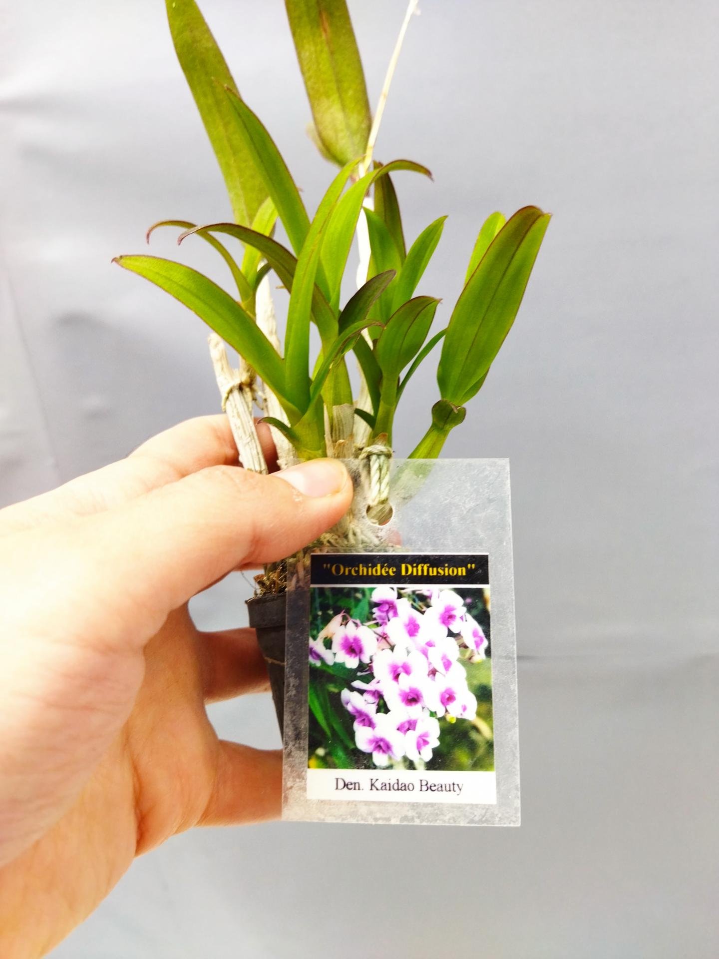 Dendrobium kaidao beauty 2 1