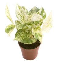 Epipremnum pinnatum marble queen