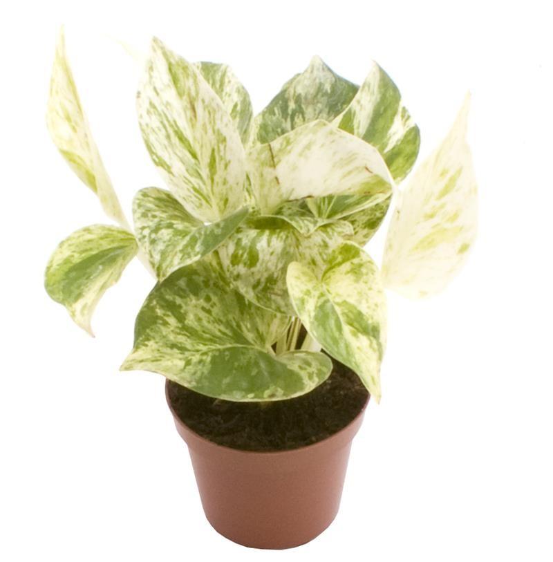 Epipremnum pinnatum marble queen