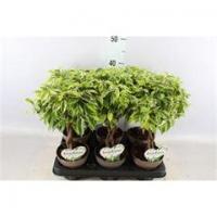 Ficus benja bushy king