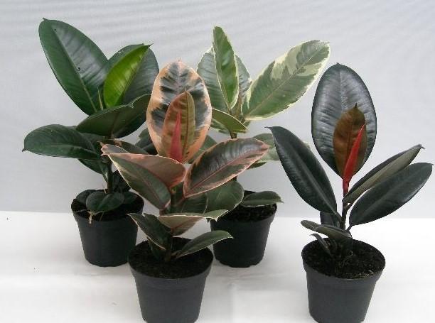 Ficus elastica mix