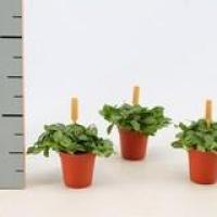 Fittonia verschaffelti