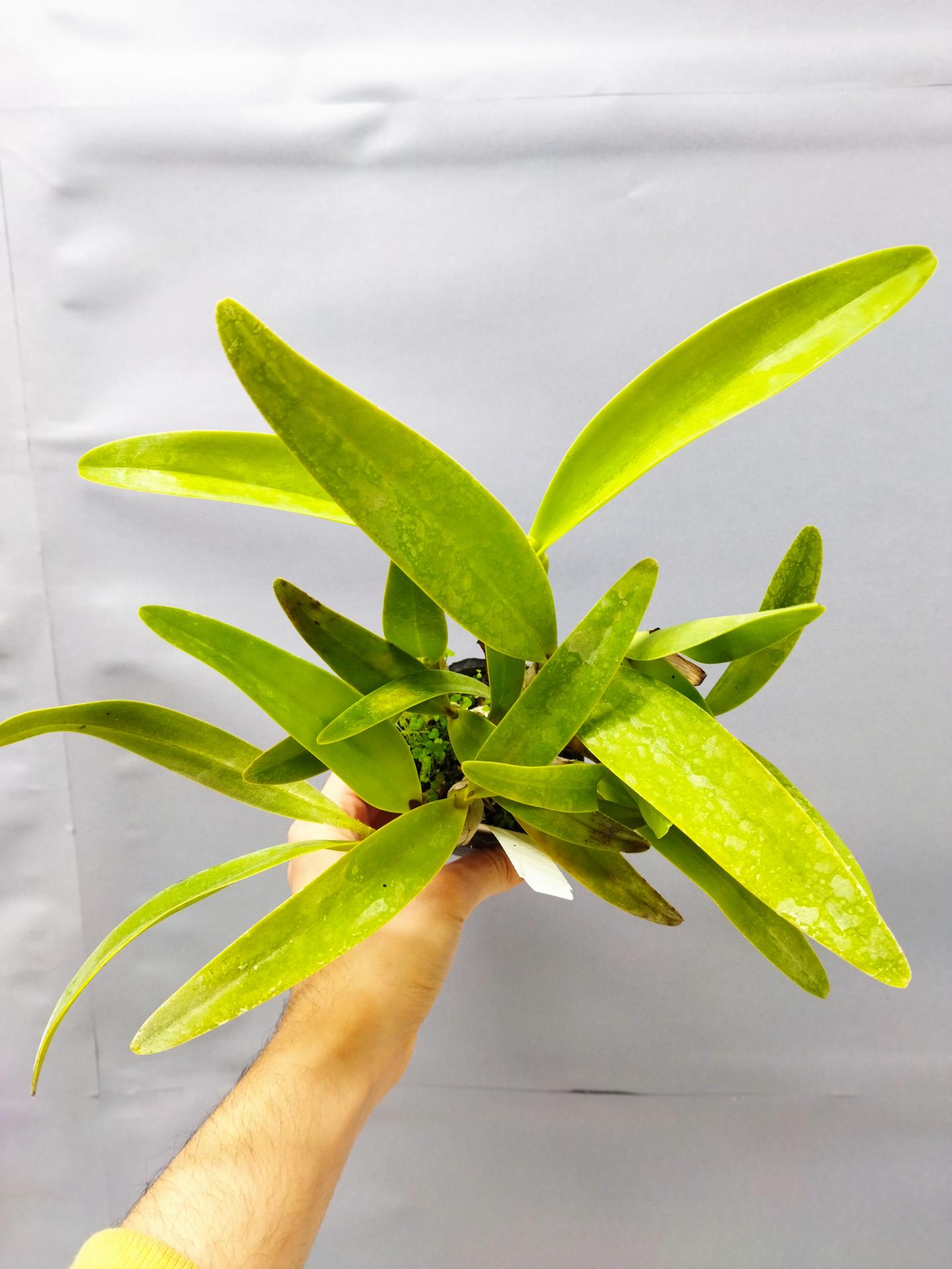 Guarianthe bowringiana f coerulea 1 1