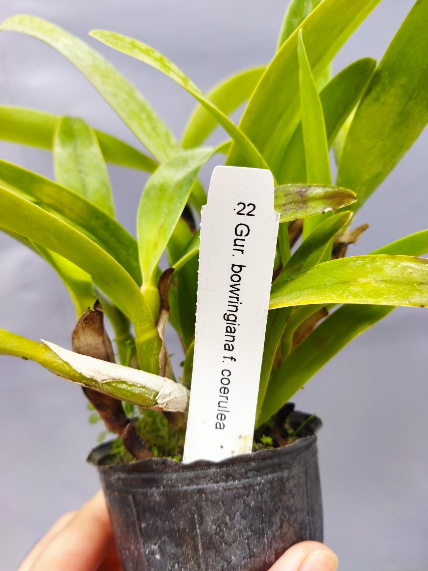 Guarianthe bowringiana f coerulea 2 1