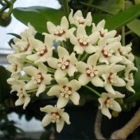 Hoya 20australis