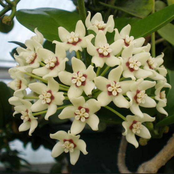 Hoya 20australis