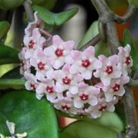 Hoya 20carnosa 20 krinkle 208
