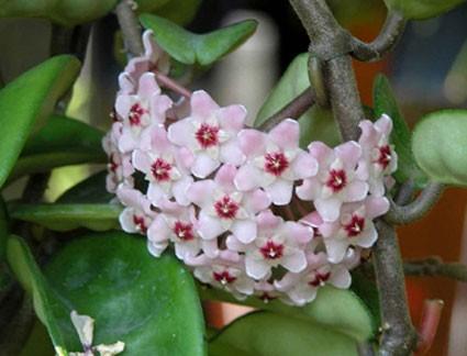 Hoya 20carnosa 20 krinkle 208