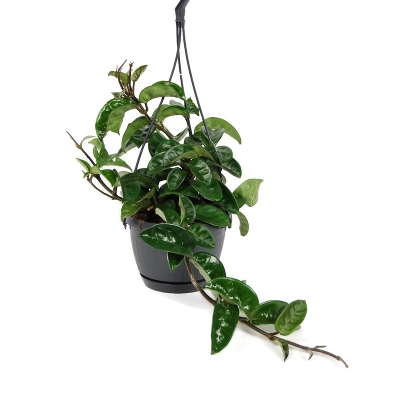 Hoya carnosa krinkle 8