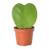 Hoya kerrii pen zai zhi wu 0543463 pe656722 s4
