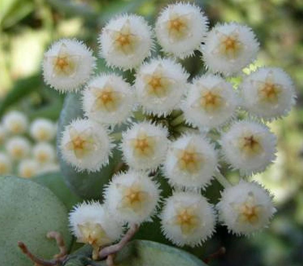 Hoya lacunosa