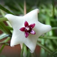 Hoya retusa
