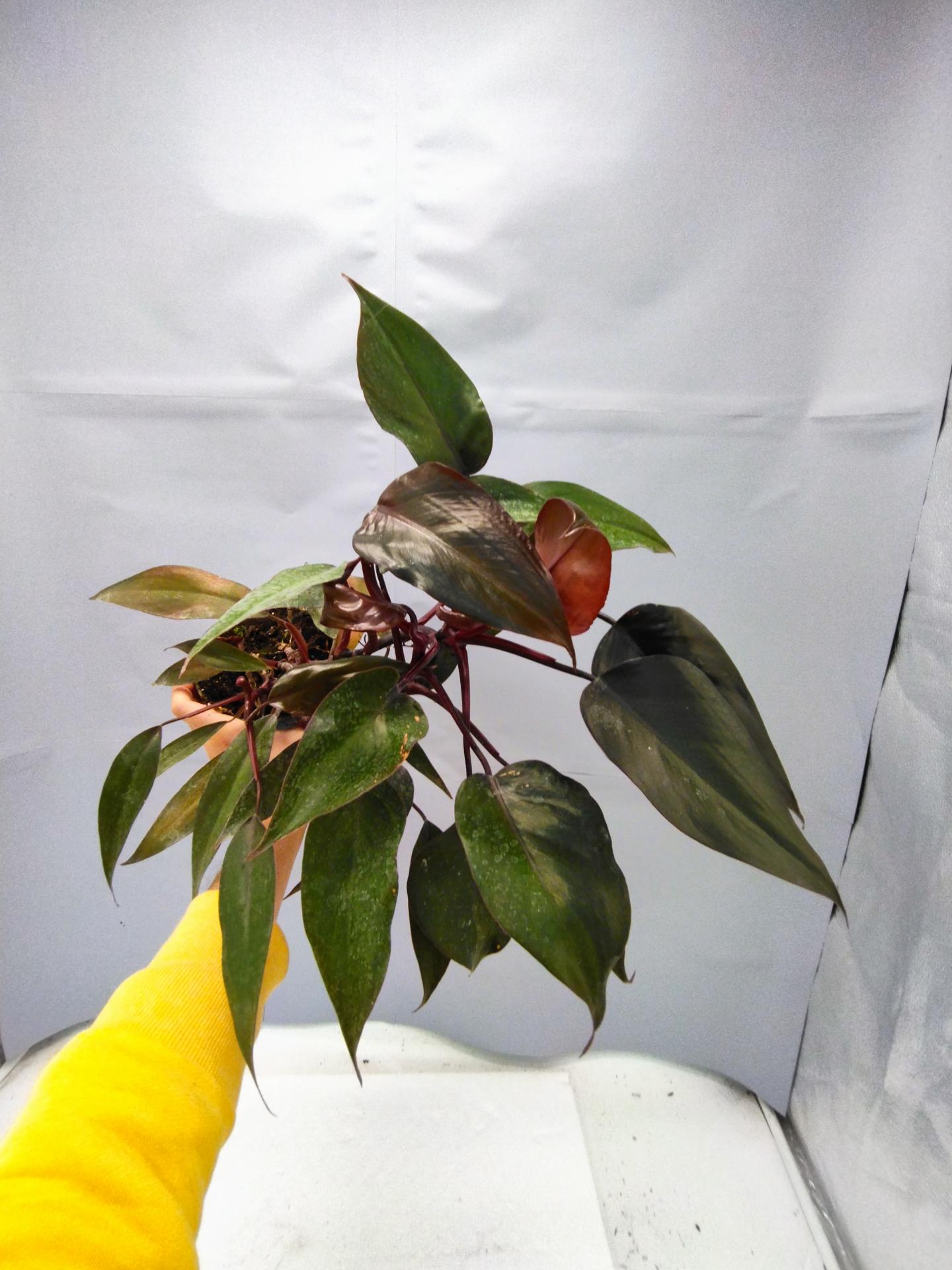 Img 20211110 145007