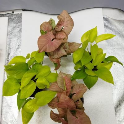 2 Epipremnum + 2 Syngonium Pink (Ø12cm)