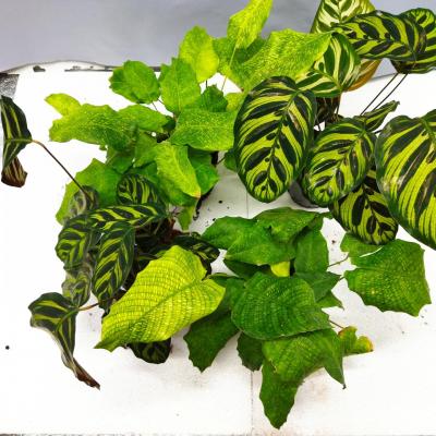 4 Calathea (Ø12cm)