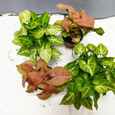 4 syngoniums (Ø12cm)