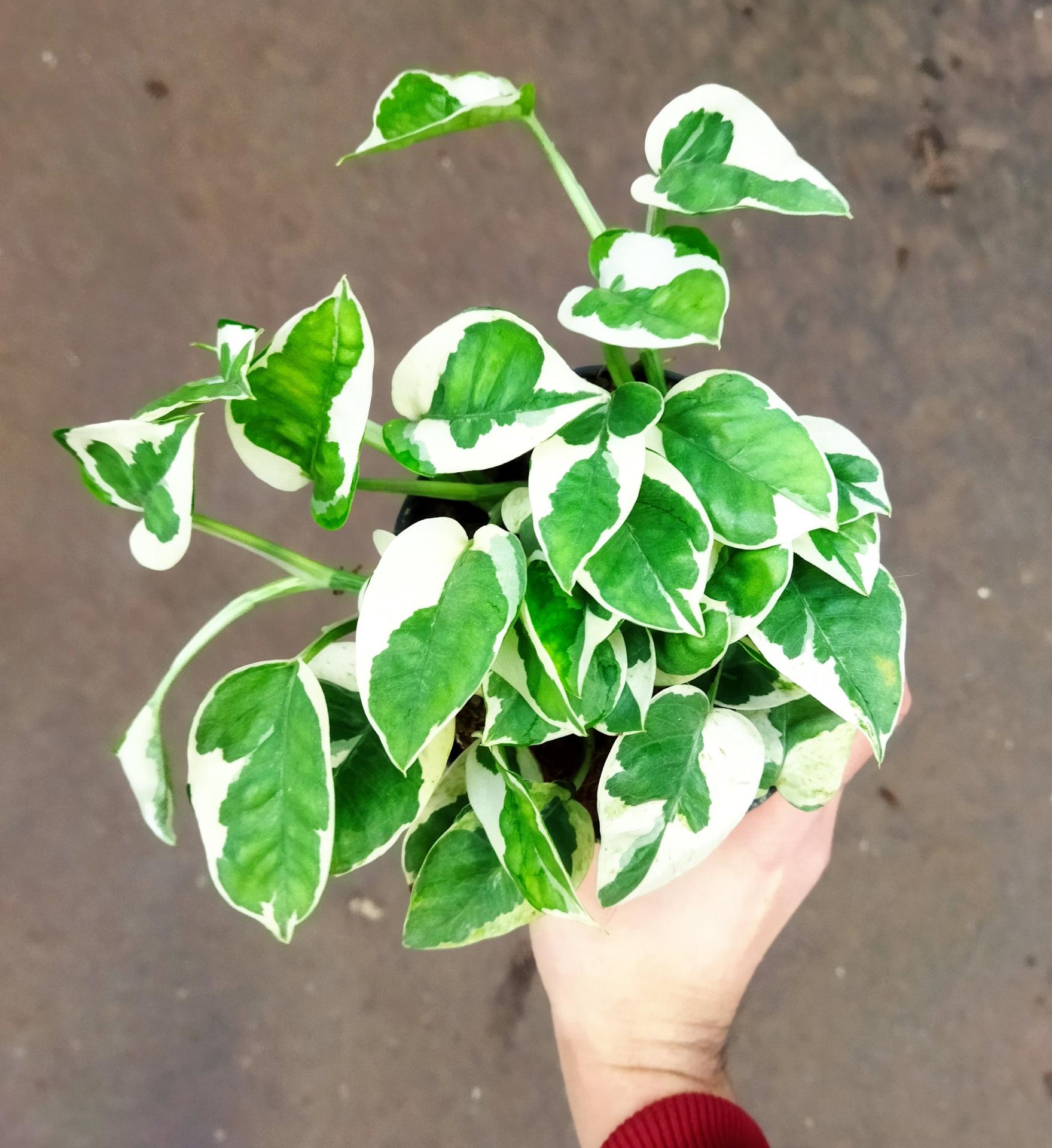 Img 20220214 144401 2