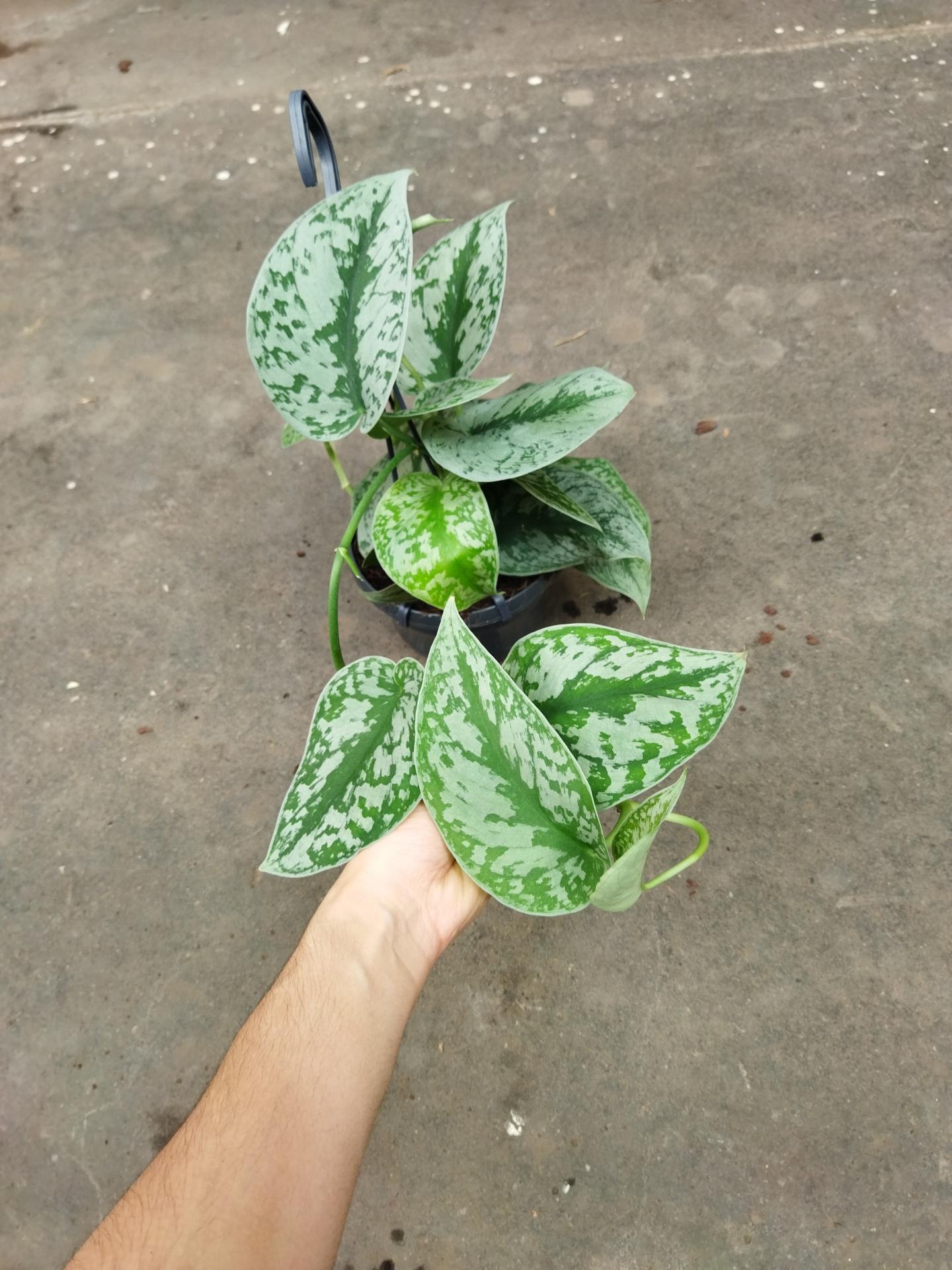 Img 20220621 180317