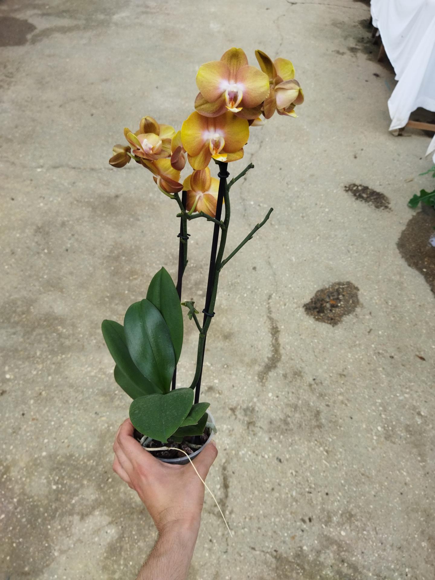 Img 20230611 163214
