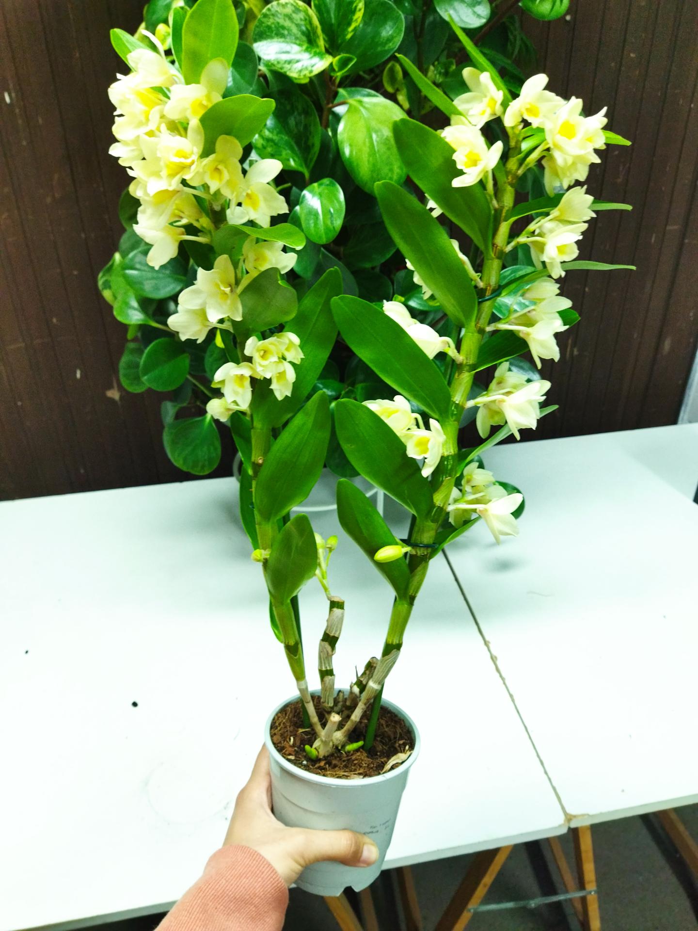Img 20230614 053627
