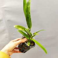 Laeliocattleya siarra skies leon blue 1