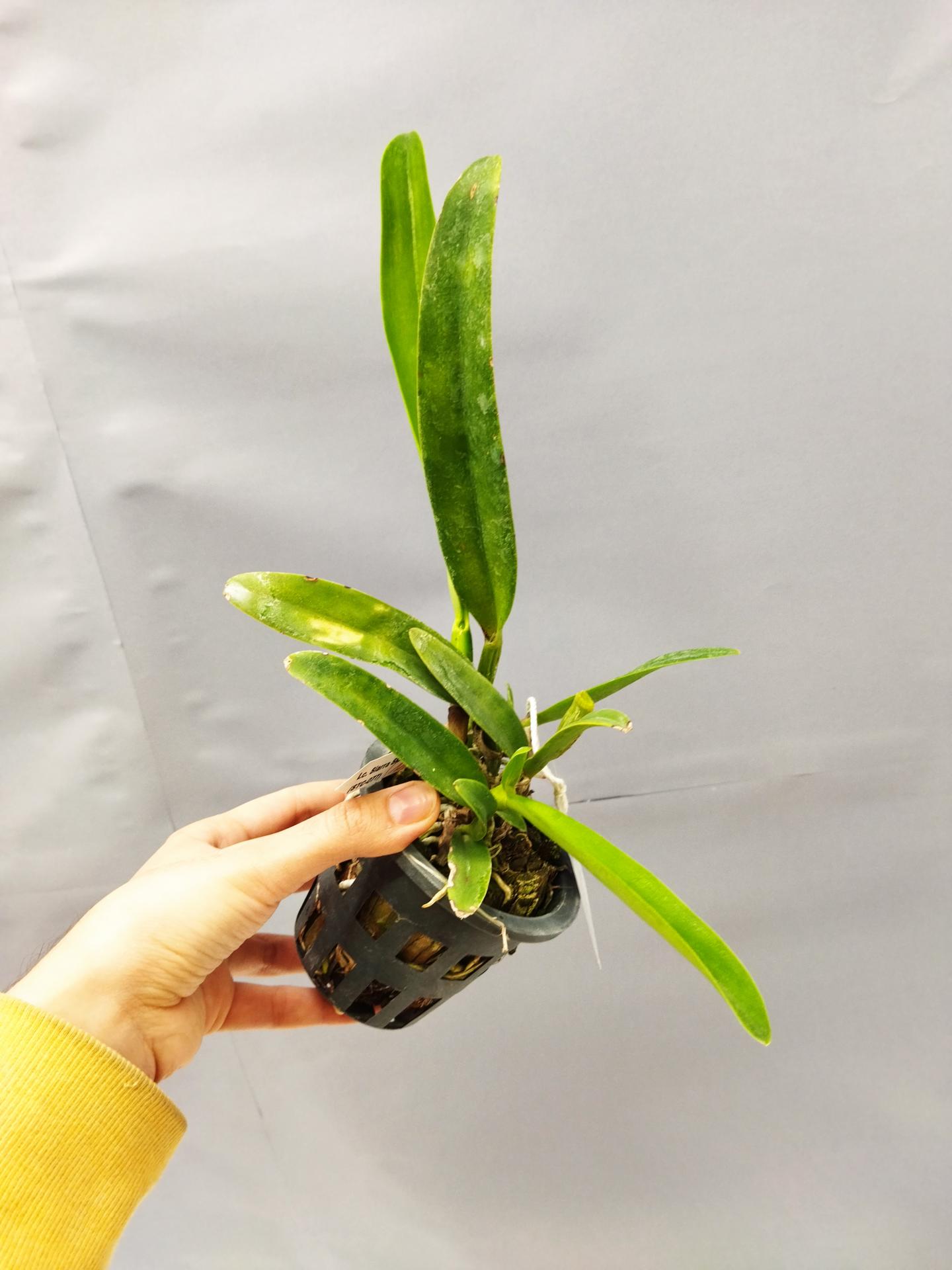 Laeliocattleya siarra skies leon blue 1