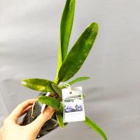 Laeliocattleya siarra skies leon blue 2