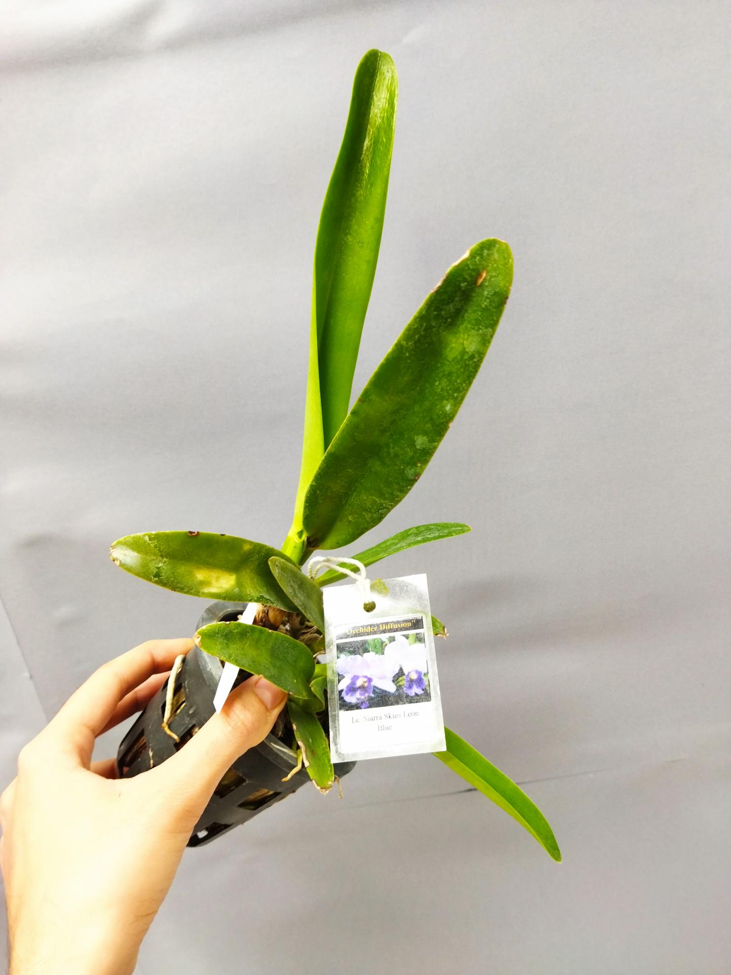 Laeliocattleya siarra skies leon blue 2