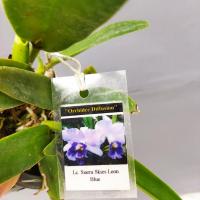 Laeliocattleya siarra skies leon blue 3