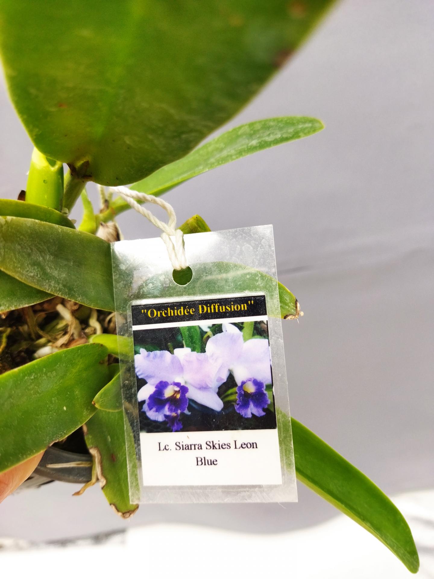 Laeliocattleya siarra skies leon blue 3