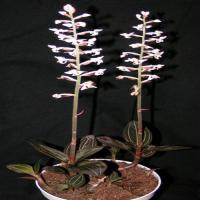 Ludisia discolor 1
