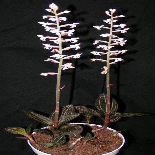 Ludisia discolor 1