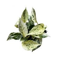 Marble queen pothos