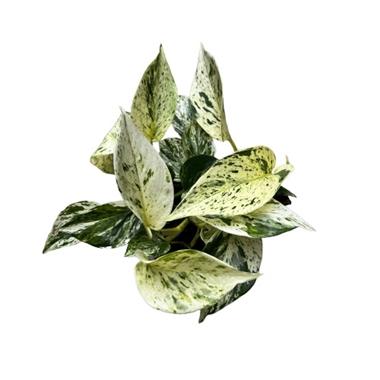 Marble queen pothos