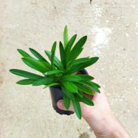 Masdevallia atienuata 1