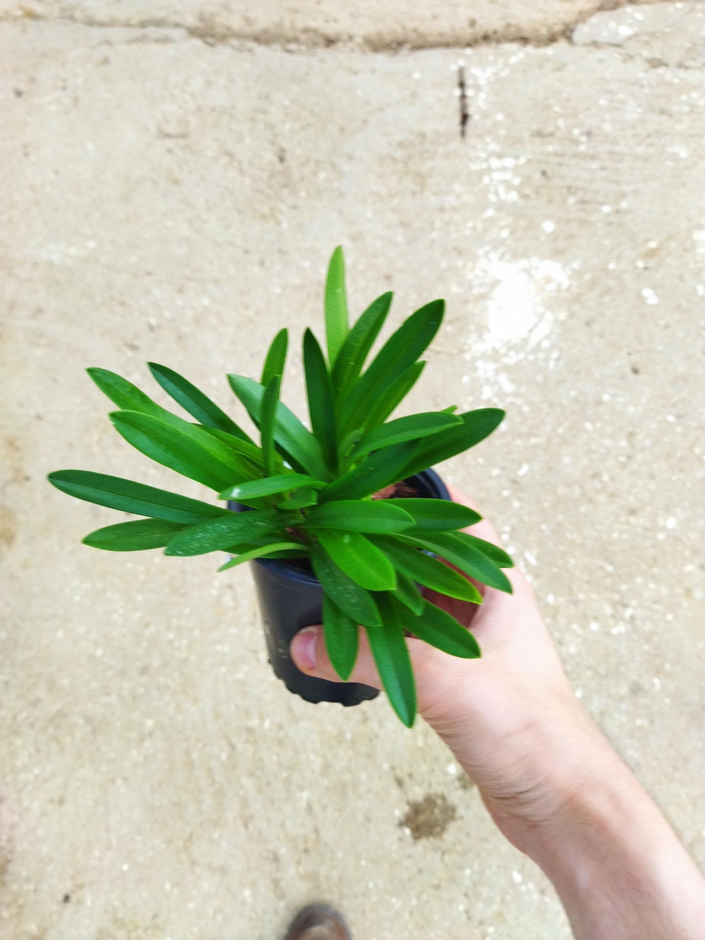 Masdevallia atienuata 1