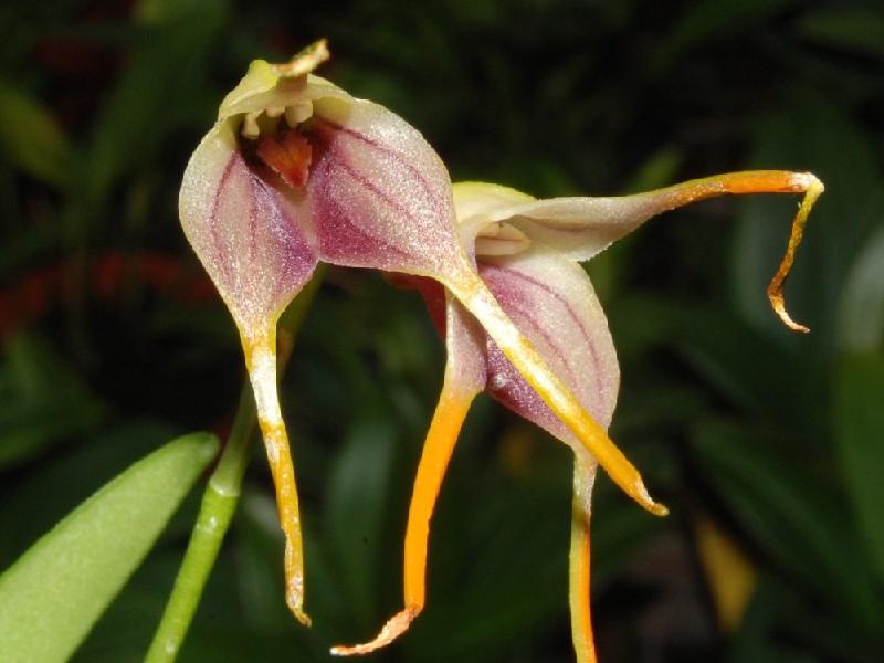 Masdevallia attenuata 1