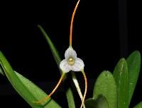 Masdevallia attenuata 2