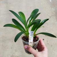 Masdevallia polysticta 1