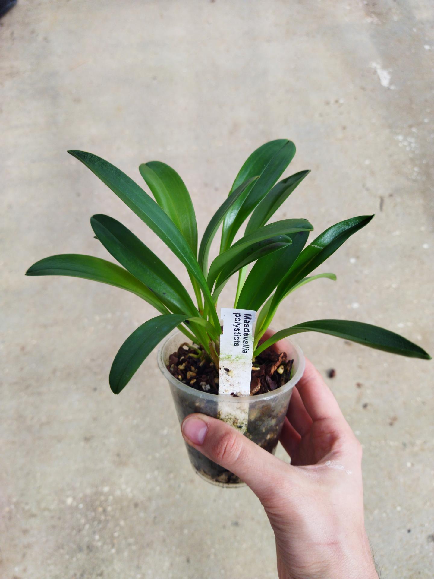 Masdevallia polysticta 1