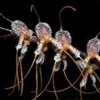 Masdevallia polysticta