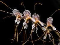 Masdevallia polysticta