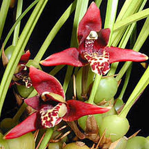 Maxillaria tenuifolia