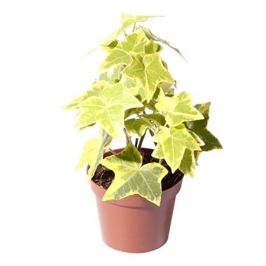 Mini hedera helix a vendre